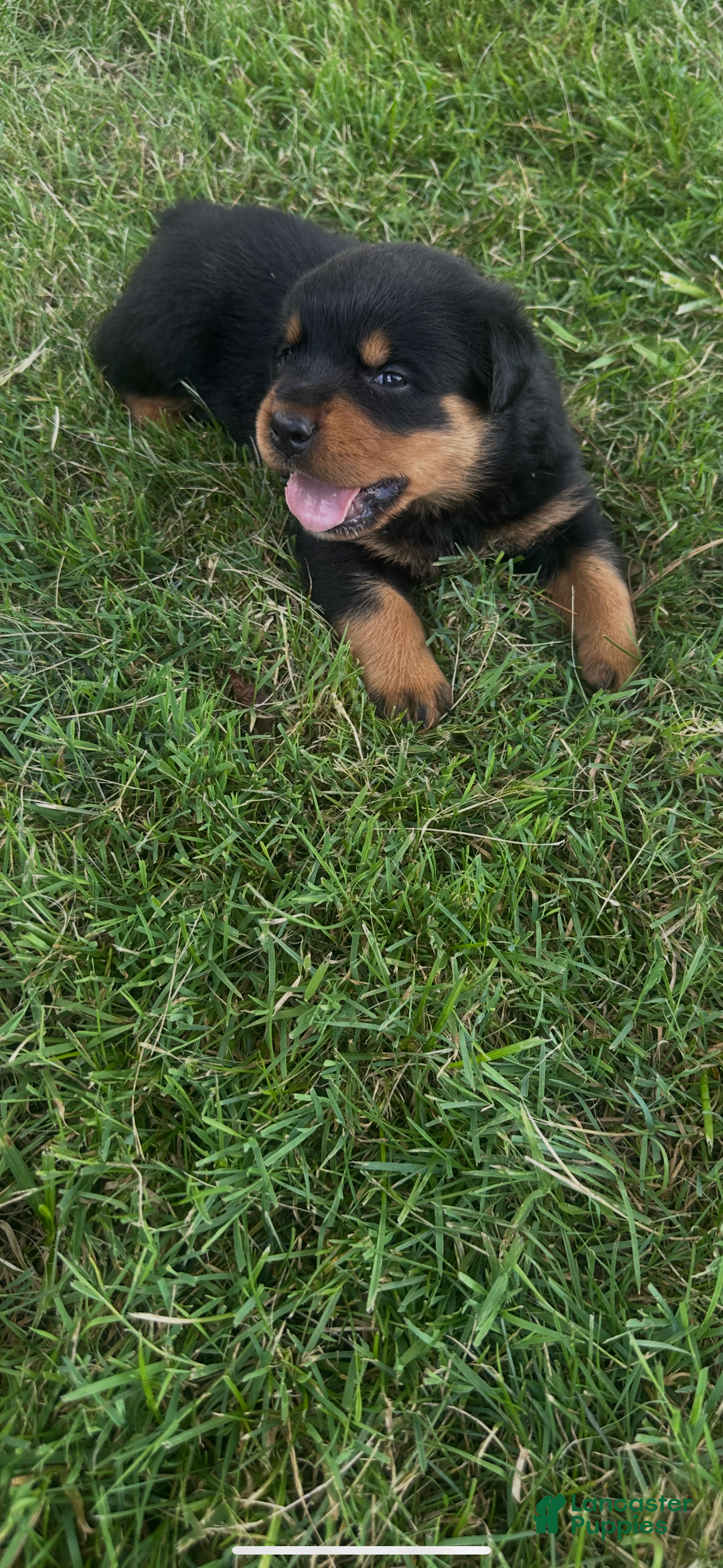 Rottweiler dogs for sale: Lainey - Ad 2