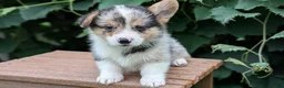 Welsh Corgi Pembroke dogs for sale: Jagger - Ad 8