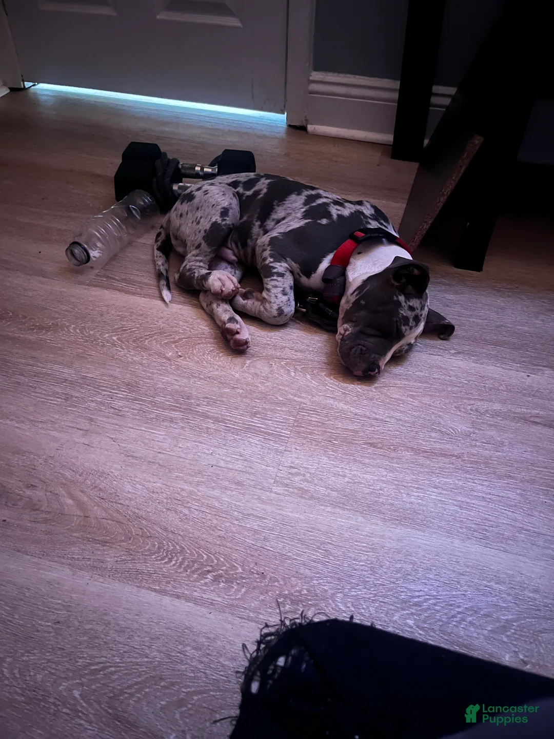 American Pit Bull Terrier dogs for sale: American Pit Bull Terrier 1 - Ad 2