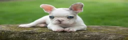 French Bulldog dogs for sale: Axel (Platinum with Blue Eyes) 💙🐾 - Ad 3