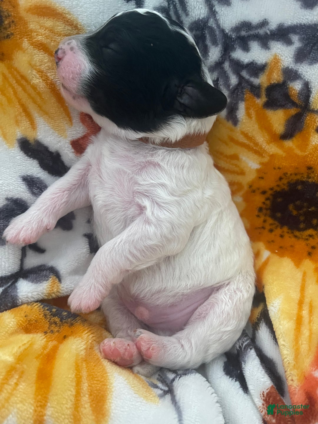 Mini Sheepadoodle dogs for sale: Black-Onyx - Ad 17