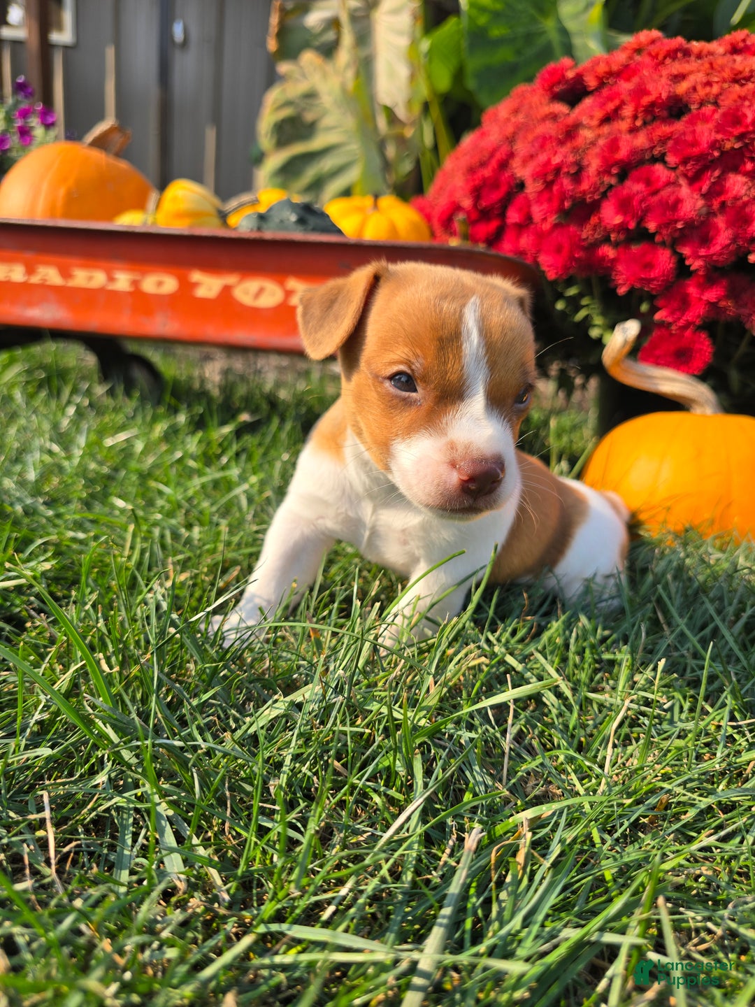 Jack Russell Terrier dogs for sale: Max - Ad 2
