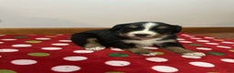 Bernese Mountain Dog dogs for sale: Hazel - Ad 6