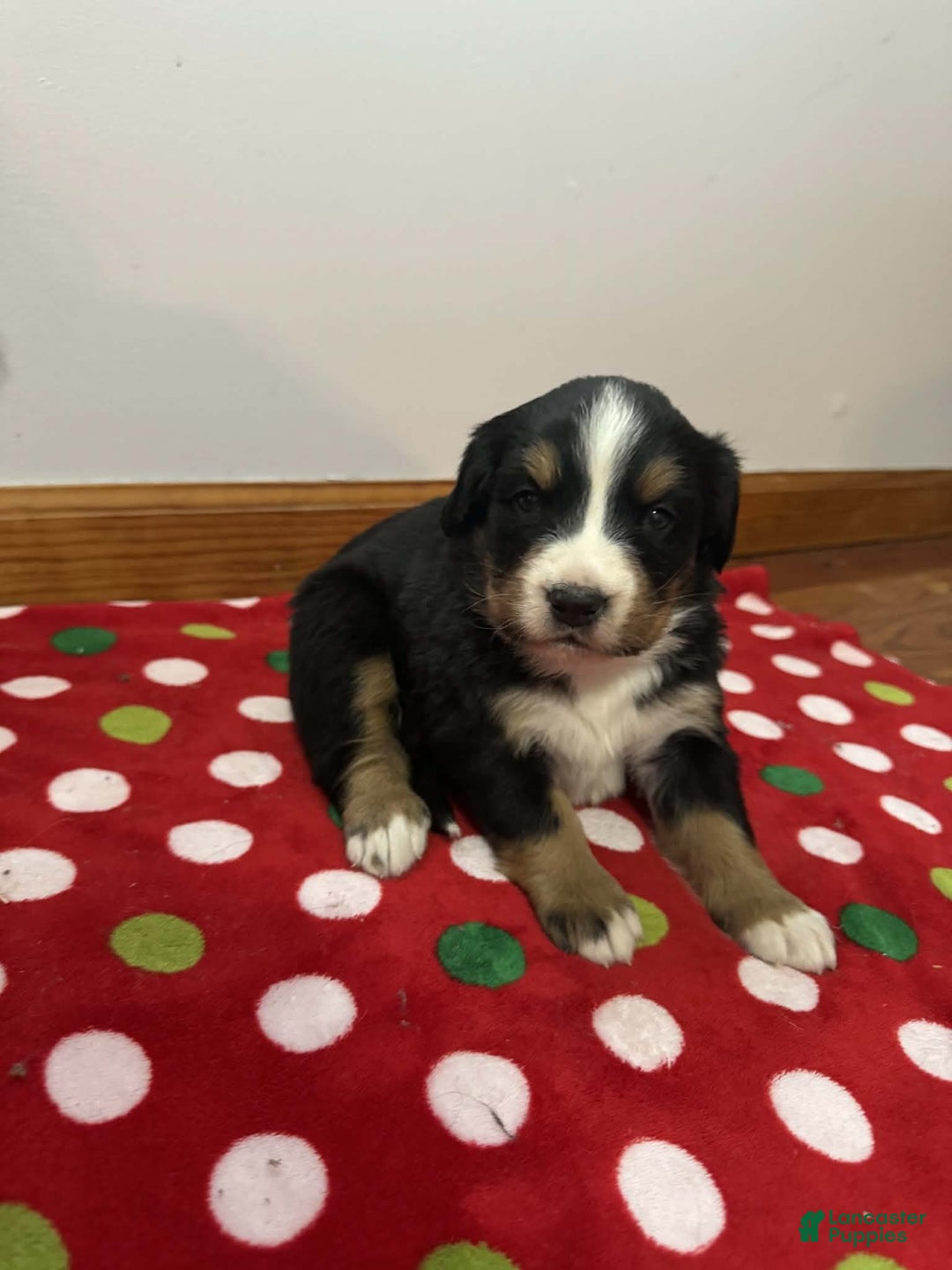Bernese Mountain Dog dogs for sale: Hazel - Ad 6