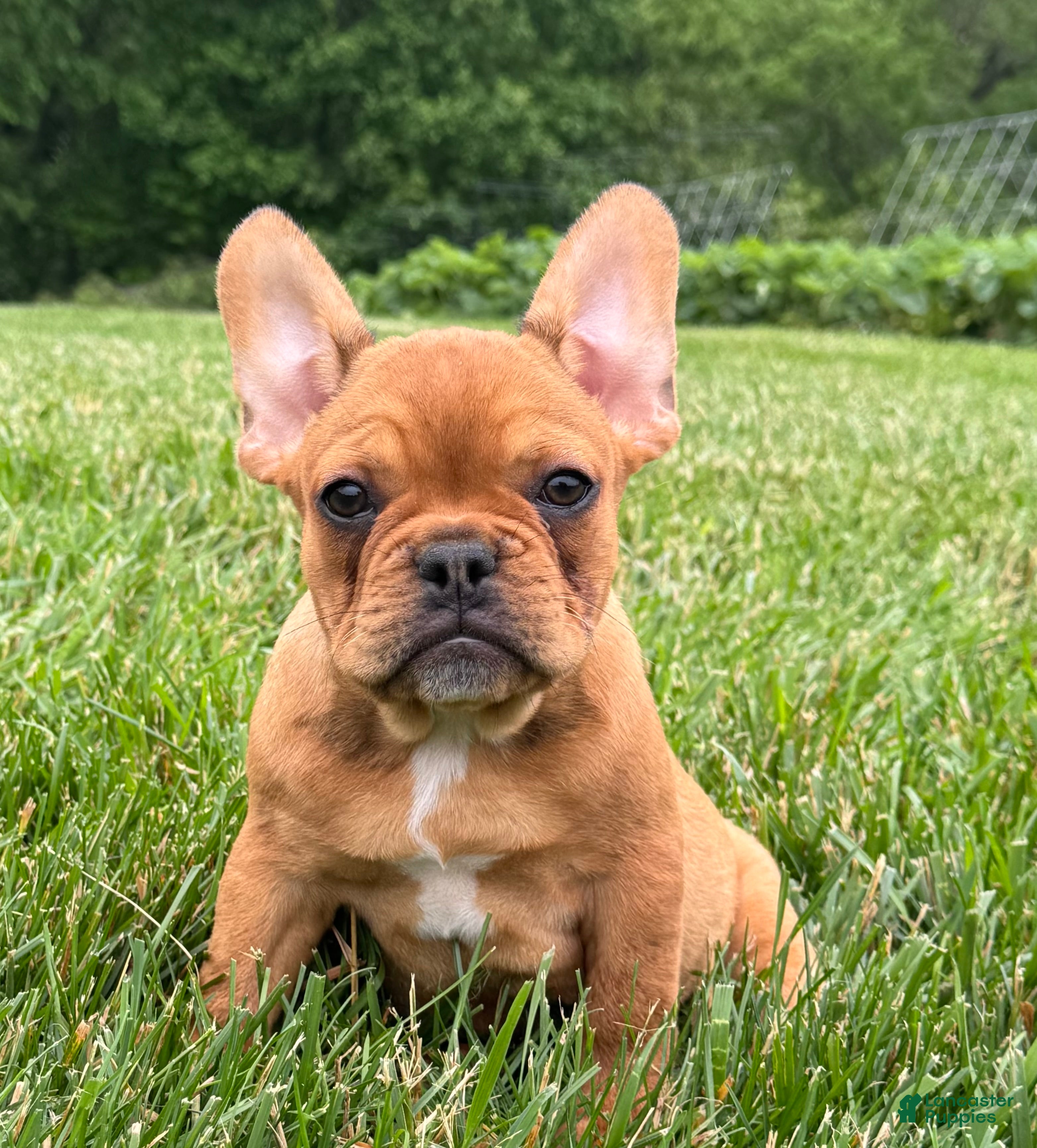 French Bulldog dogs Liberty  - Ad 1