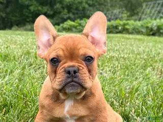 French Bulldog dogs for sale: Liberty - Ad 4