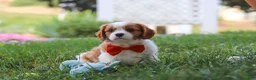 Cavalier King Charles Spaniel dogs for sale: Carter - Ad 4