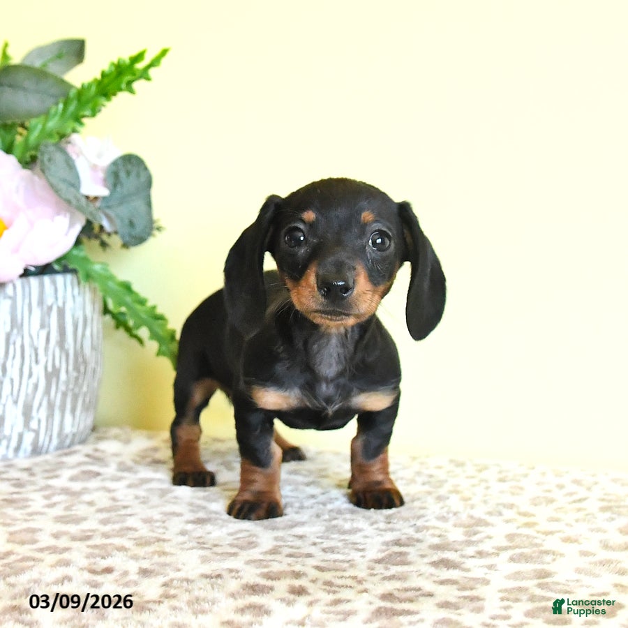 Miniature Dachshund dogs Hope - Ad 1