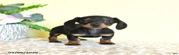 Miniature Dachshund dogs for sale: Hope - Ad 1