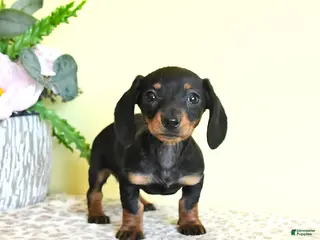 Miniature Dachshund dogs for sale: Hope - Ad 3