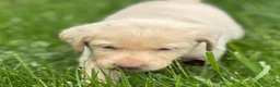 Labrador Retriever dogs for sale: Labrador Retriever Puppy 1 - Ad 13