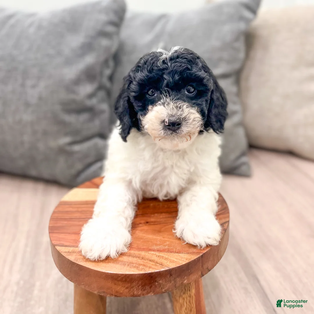 Miniature Poodle dogs for sale: Domino - Ad 2