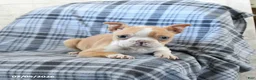 Boston Terrier dogs for sale: Iris - Ad 4