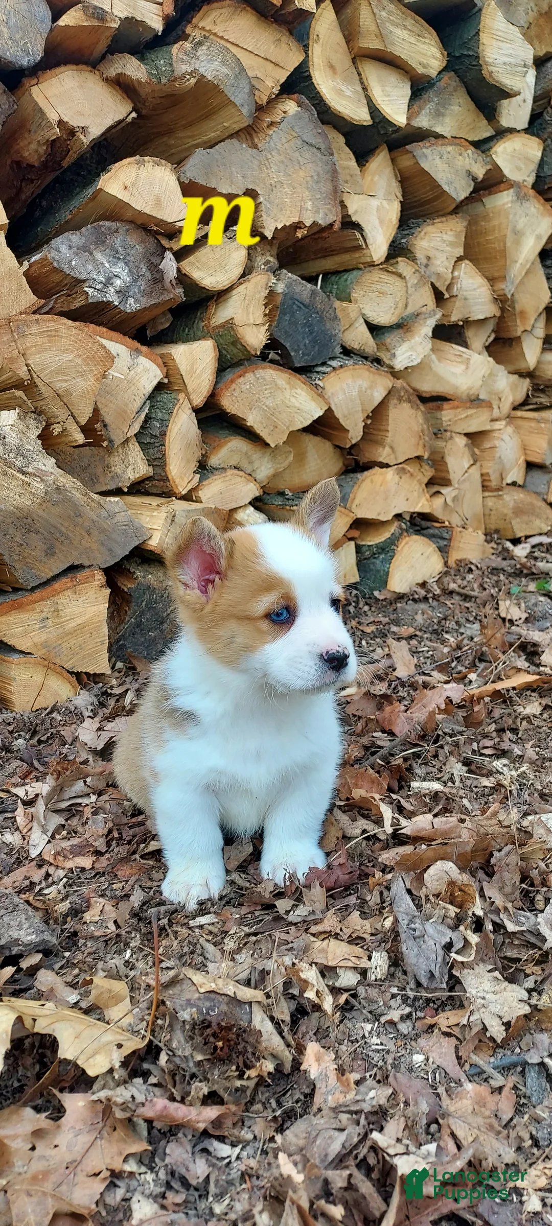 Welsh Corgi Pembroke dogs for sale: Welsh Corgi Pembroke Puppy 4 - Ad 2