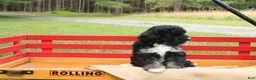 Mini Bernedoodle dogs for sale: Bruno - Ad 3