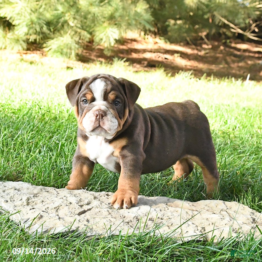 English Bulldog dogs Dreamer - Ad 1