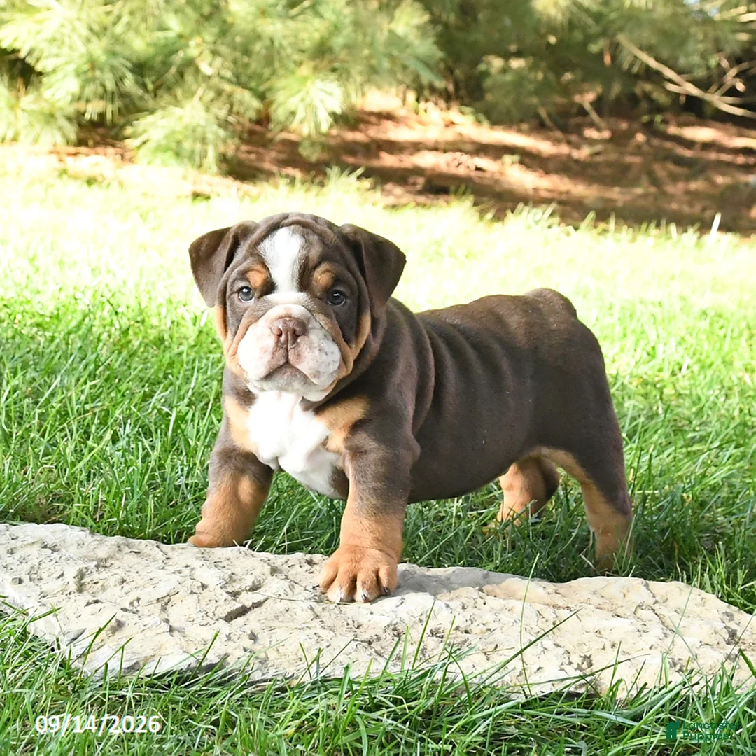 English Bulldog dogs for sale: Dreamer - Ad 1