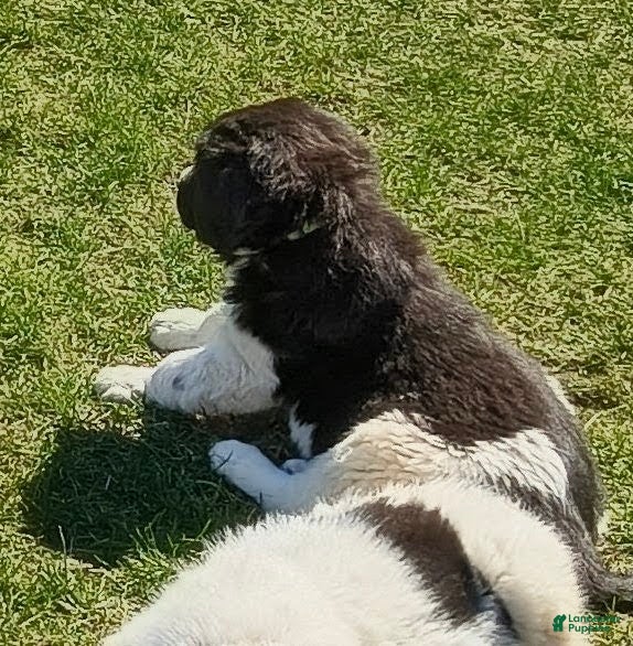 Newfoundland dogs for sale: Green collar - on hold  - Ad 1