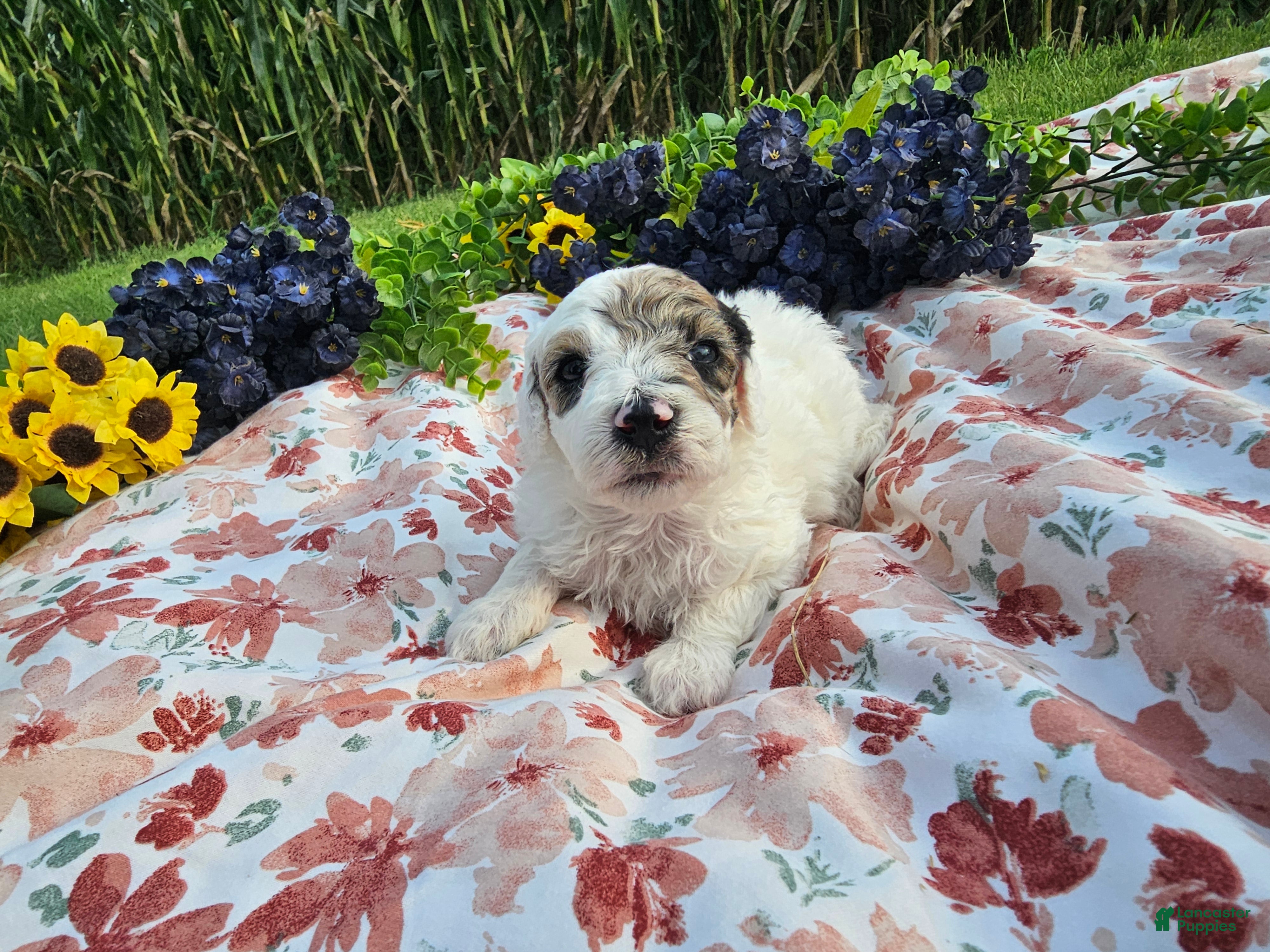 Mini Goldendoodle dogs Sage - Ad 2