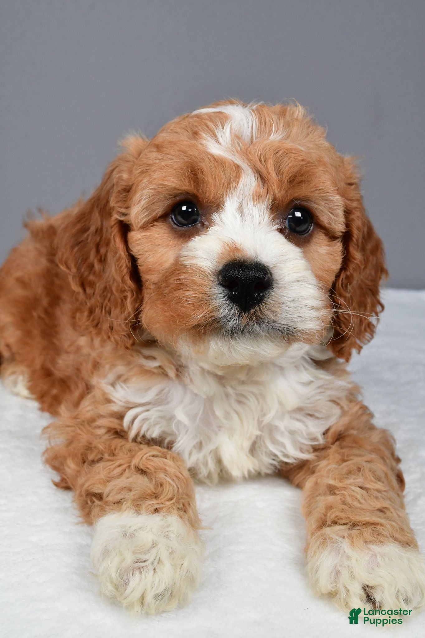 Cavapoo dogs Eddie - Ad 1