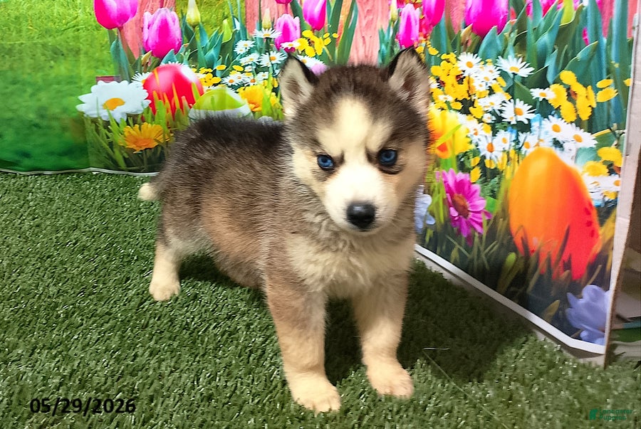 Siberian Husky dogs Honey - Ad 2