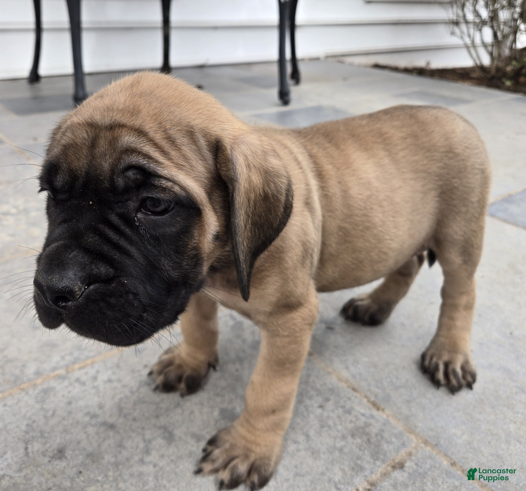English Mastiff dogs Gallant - Ad 20