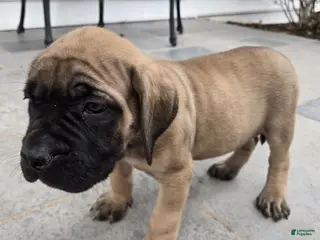 English Mastiff dogs Gallant - Ad 20