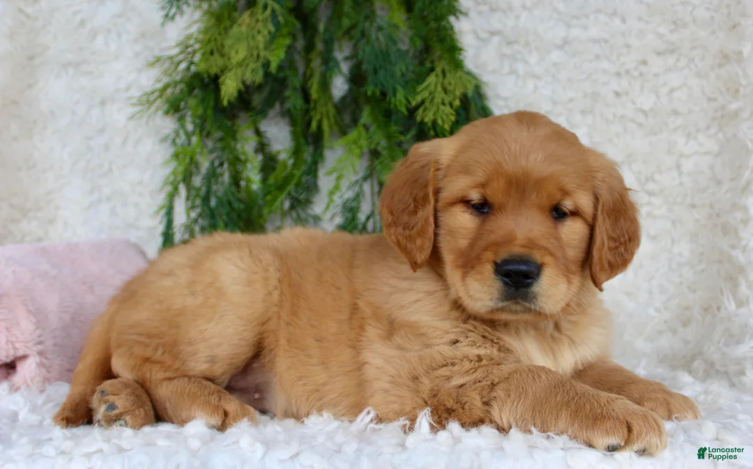 Golden Retriever dogs for sale: Golden Retriever Puppy 1 - Ad 6