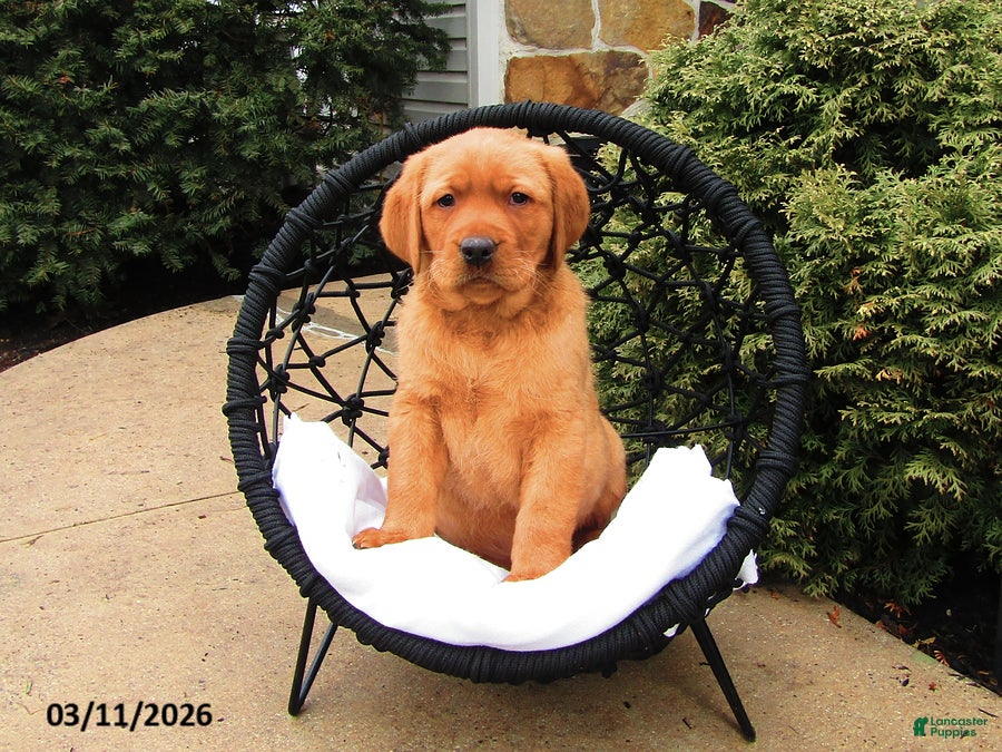 Labrador Retriever dogs Karter - Ad 1