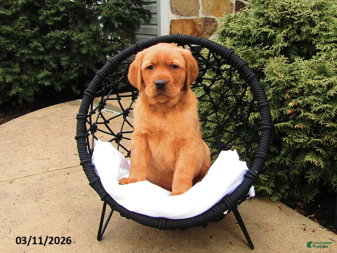 Labrador Retriever dogs for sale: Karter - Ad 1