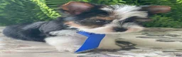 Biewer Terrier dogs for sale: Whisper - Ad 30