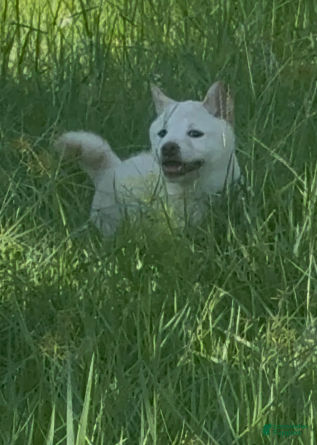Shiba Inu dogs for sale: Shiba Inu Puppy 5 - Ad 10