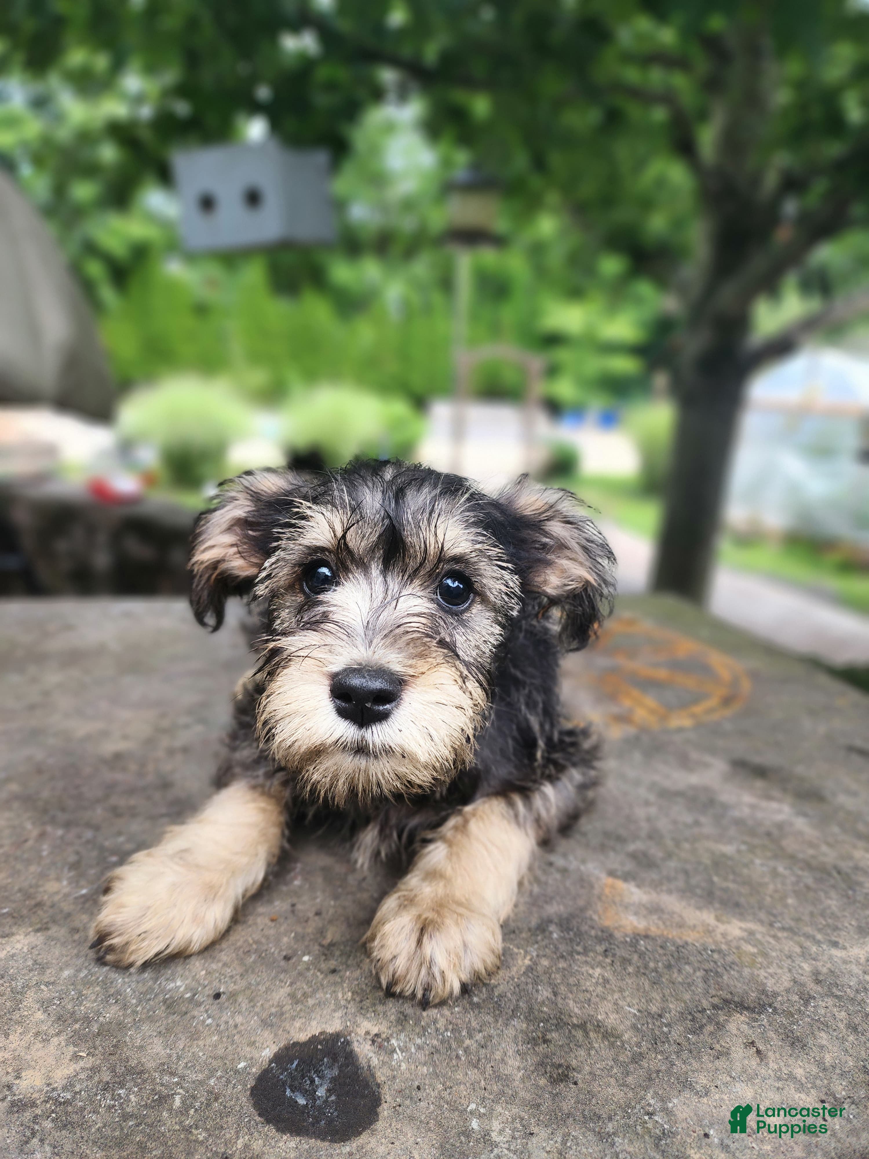 Miniature Schnauzer dogs Lily - Ad 2