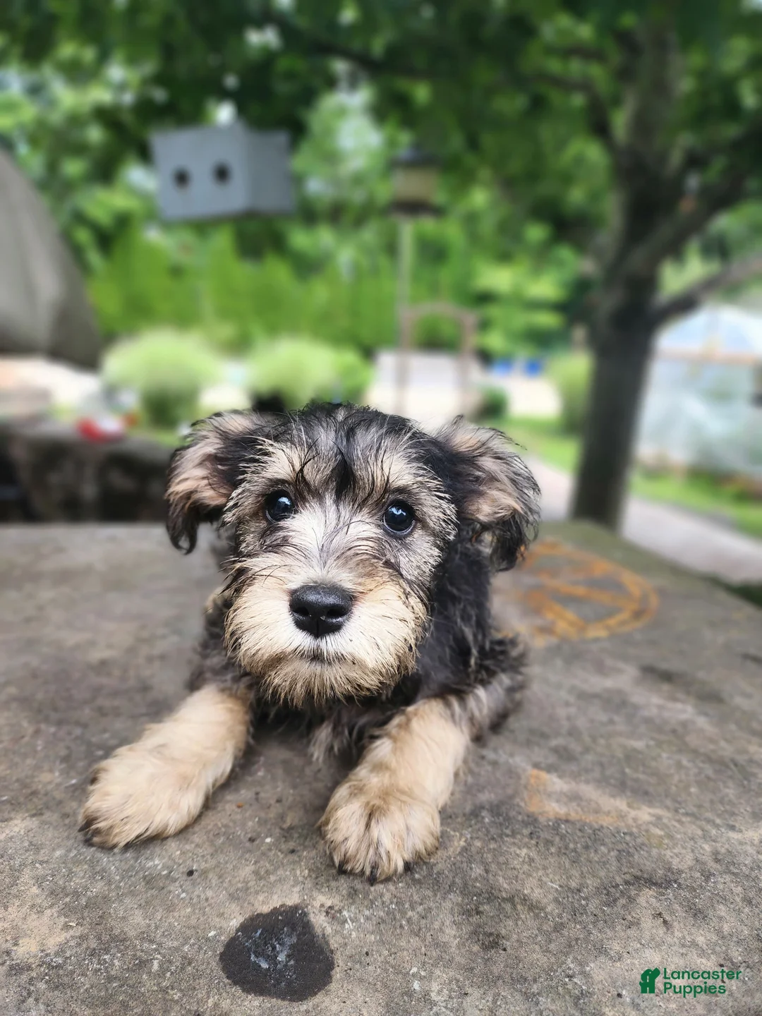 Miniature Schnauzer dogs for sale: Lily - Ad 2