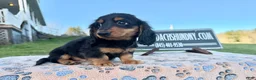 Miniature Dachshund dogs for sale: Russian male - Ad 5