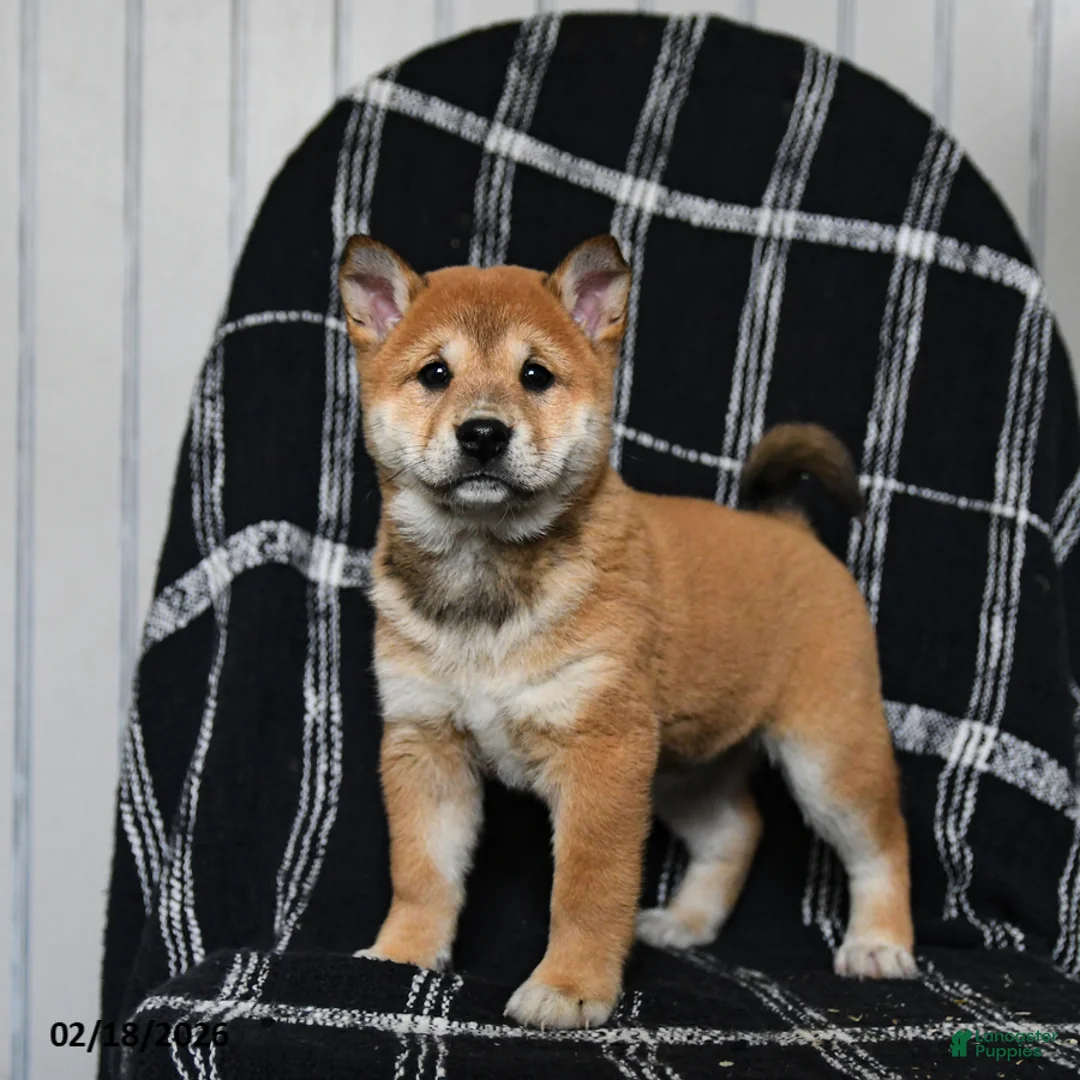 Shiba Inu dogs for sale: Snickers - Ad 2