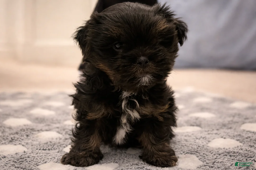 Shorkie dogs for sale: Yellow Puppy - Ad 1