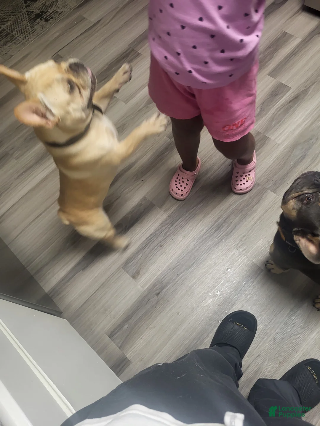 French Bulldog dogs for sale: French Bulldog 1 - Ad 1