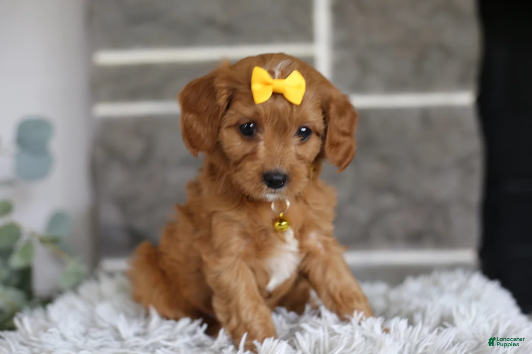 Cavapoo dogs for sale: Twinkle - Ad 2