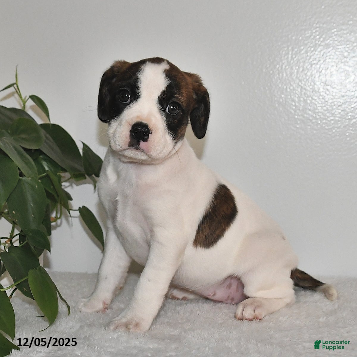 Mixed Breed dogs Trudy - Ad 2