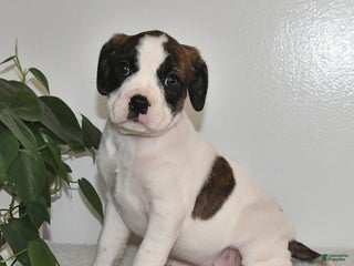 Mixed Breed dogs Trudy - Ad 15