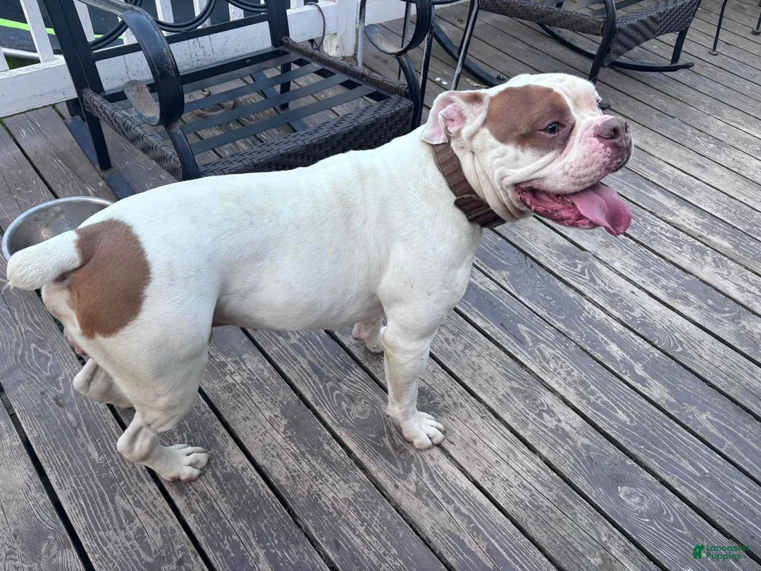 Olde English Bulldogge dogs for sale: Puppy 2 - Ad 5