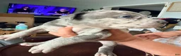 Mixed Breed dogs for sale: peppa - Ad 3