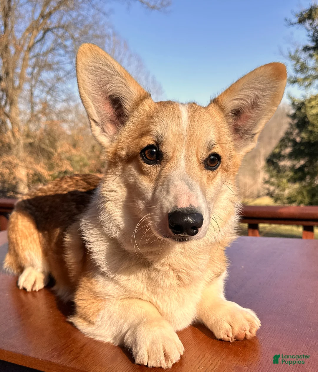 Welsh Corgi Pembroke dogs for sale: Welsh Corgi Pembroke Puppy 1 - Ad 1