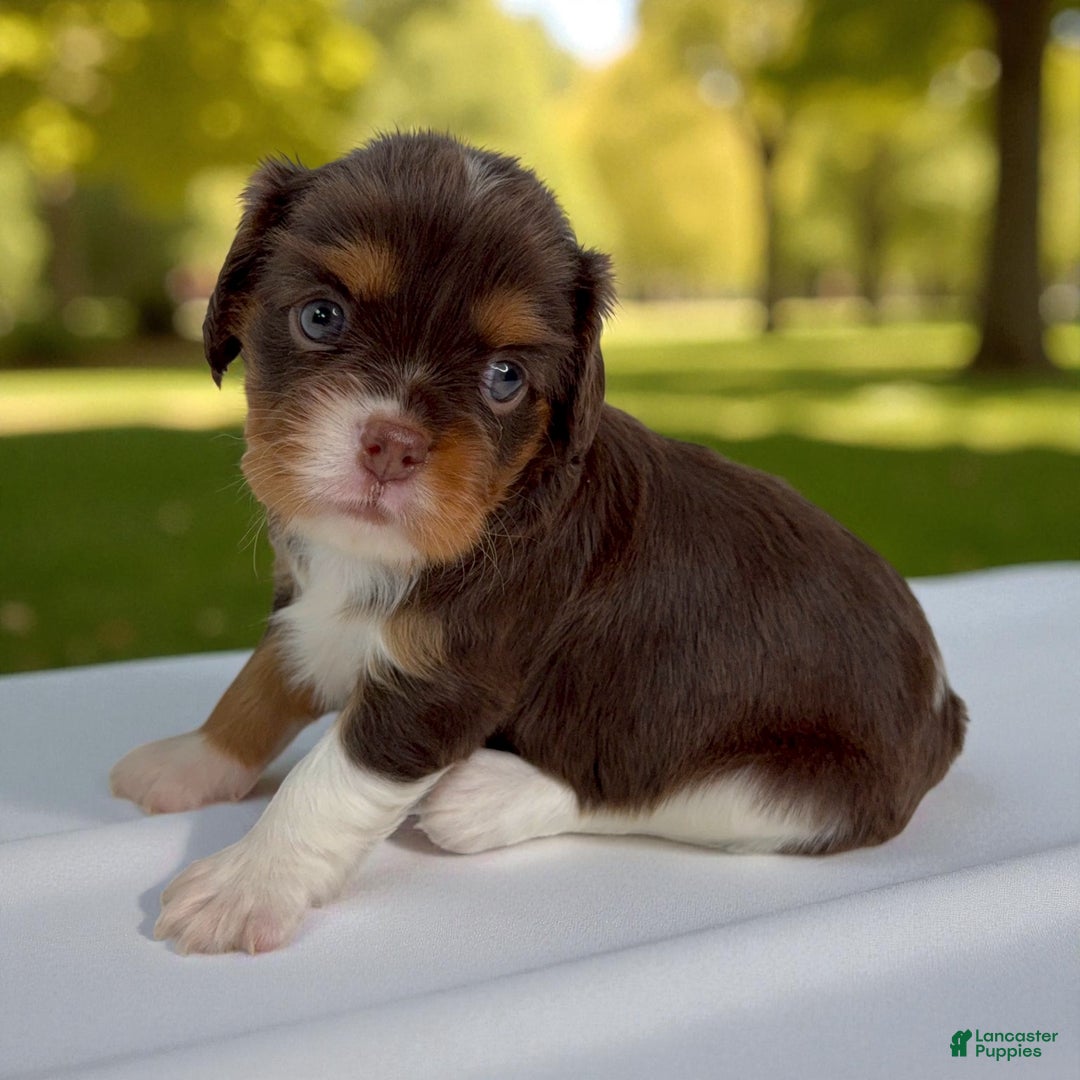 Cavalier King Charles Spaniel dogs for sale: Ava - Ad 1