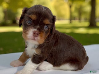 Cavalier King Charles Spaniel dogs Ava - Ad 8
