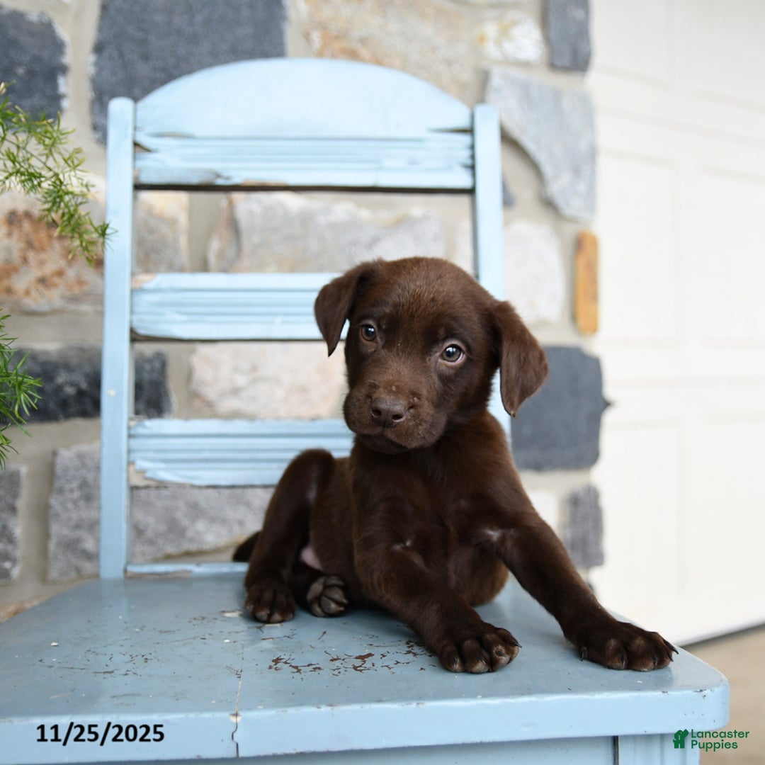 Labrador Retriever dogs for sale: Chip - Ad 3