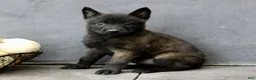 Belgian Malinois dogs for sale: Ripley  - Ad 1