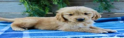 Golden Retriever dogs for sale: Billy - Ad 6