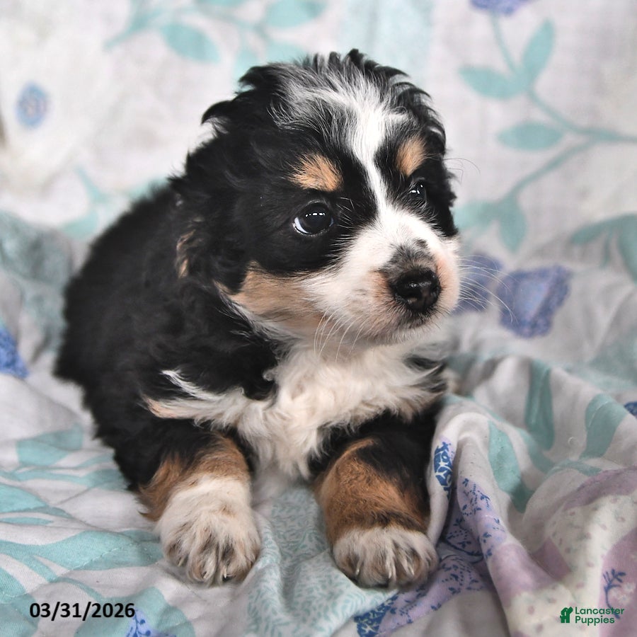 Mini Aussiedoodle dogs Nellie - Ad 2